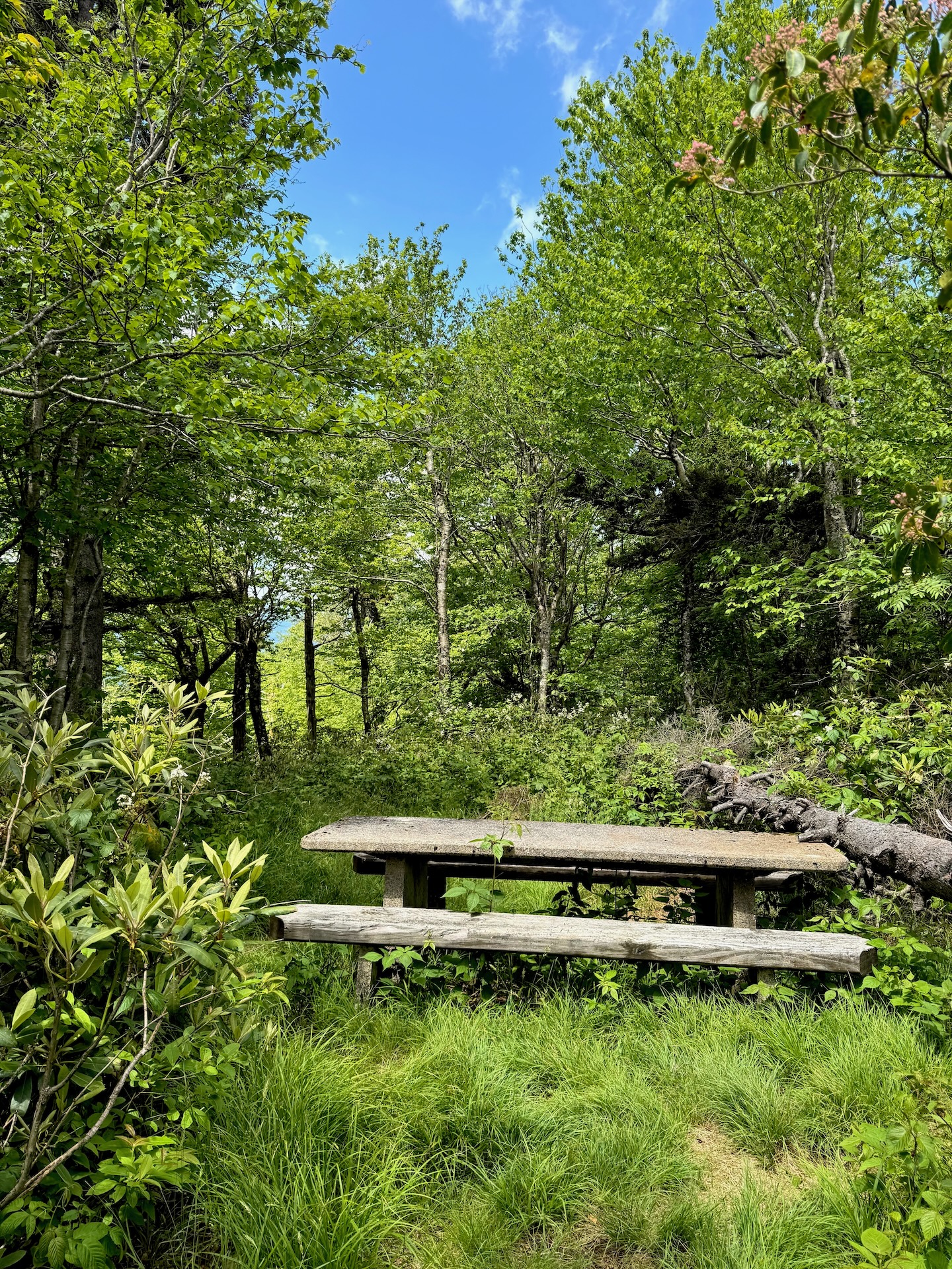 A picnic table sits in a grassy clearing within a dense forest. 